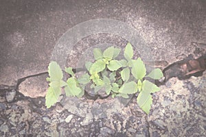 Plant grow up on cracked pavement, vintage toned.