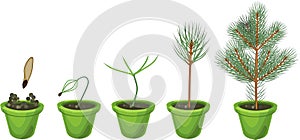 Plant growin from seed to young fir-tree in pot