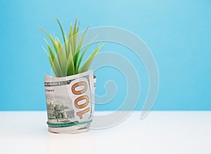 Plant growing from 100 dollar bill Sprout covered with dollar banknote
