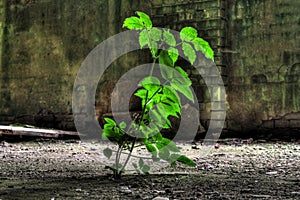 Plant growing in abandoned factory