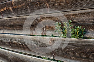 Plant growing beyond wooden fence