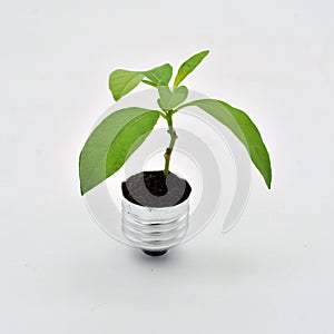 Plant growing in a bulb photo