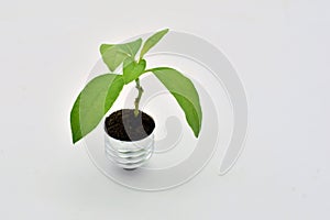 Plant growing in a bulb photo