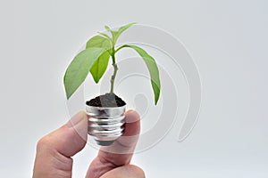 Plant growing in a bulb photo