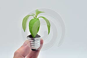 Plant growing in a bulb photo