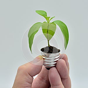 Plant growing in a bulb photo