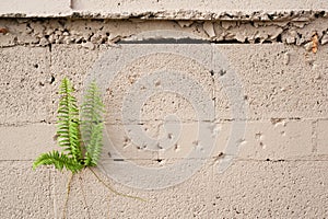 Plant Growing from Cement Wall