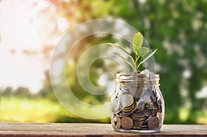 Plant growing on Coins glass jar and concept money saving