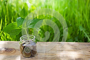 Plant growing on Coins glass jar. Concept money saving coins