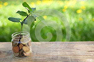 Plant growing on Coins glass jar. Concept money saving coins