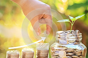 Plant growing in Coins glass jar with Hand of male or female put