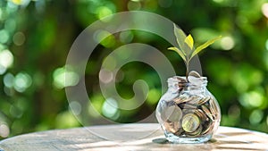 Plant growing in Coins glass jar for investment go to Travel Retire Saving