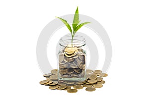 Plant growing in Coins glass jar with isolated on white background,  money saving and investment financial concept, growth through
