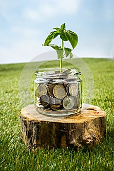 Plant growing in Coins glass jar for money on green grass