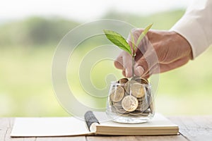 Plant growing in Coins glass jar for money saving and investment financial, concept for business, innovation, growth and money