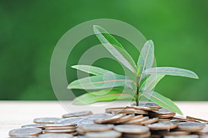 Plant growing on coins money with natural green background, investment and business concept