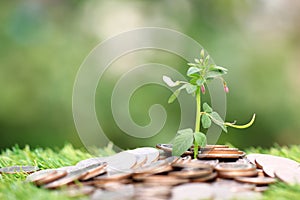 Plant growing on coins money with natural green background, investment and business concept