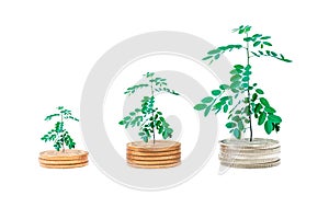 Plant growing on coins stack isolated background.
