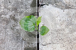 Plant growing from concrete