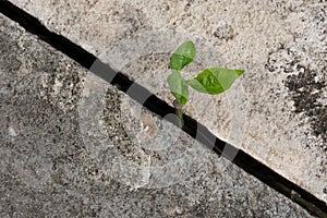 Plant growing from concrete