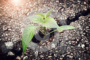 Plant growing from crack in asphalt photo