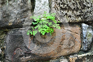 a plant growing in a crack in a brick wall