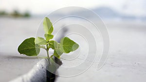 Plant growing through a crack in the cement wall, selective focus