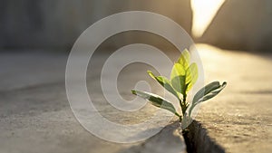 Plant growing through a crack in the cement wall, selective focus