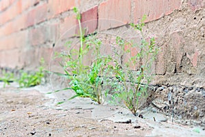 Plant is growing between crack concrete hope, start or life. selective focus