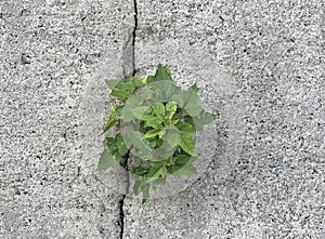a plant growing in a crack in a concrete wall