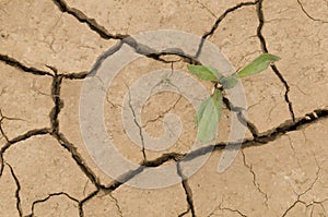 Plant growing in a crack ground