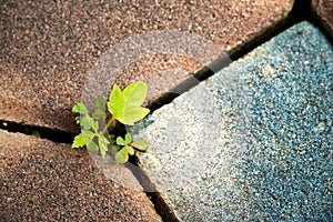 plant growing through crack in pavement Concept of business break through