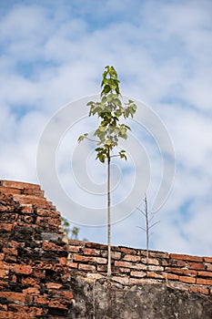 Plant growing on Brick Wall