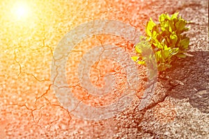 plant growing on crack street, soft focus, blank text