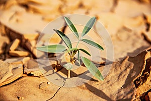 Plant Growing In Cracked Dry Sand At The Dried River Mouth In The Mountains