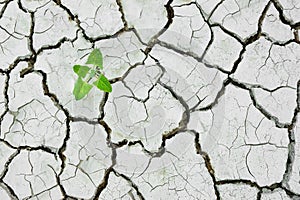 Plant growing Cracked dry soil, cracked earth, texture of grungy dry cracking parched earth