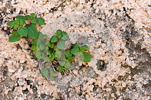 Plant growing through Cracked wall.