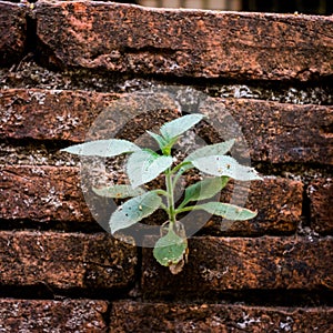 Plant growing from cracked wall bricks