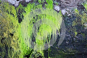 Plant growing in driftwood