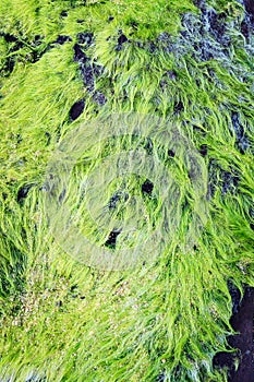 Plant growing in driftwood