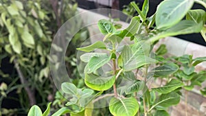 Plant growing in the garden. The rich green leaves of the tree waved in the wind