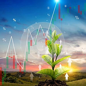 Plant growing with increases in profitability graph