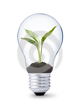 Plant growing inside a lightbulb