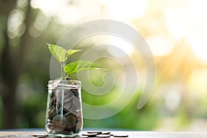 Plant growing from jar full of coins on wooden table