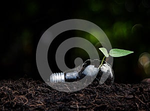 Plant growing in light bulb