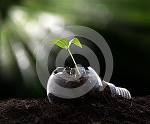 Plant growing in light bulb