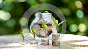 Plant growing in money Coins glass jar on dry with investment for planning travel and retirement.