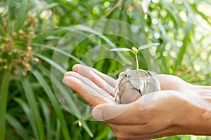 Plant growing from money coins in the glass jar held by a man`s hands