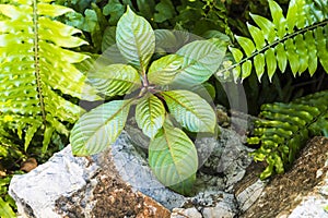 Plant growing next to a rock