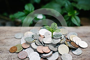 Plant growing out of coins on wooden,copy space, financial planning concept.